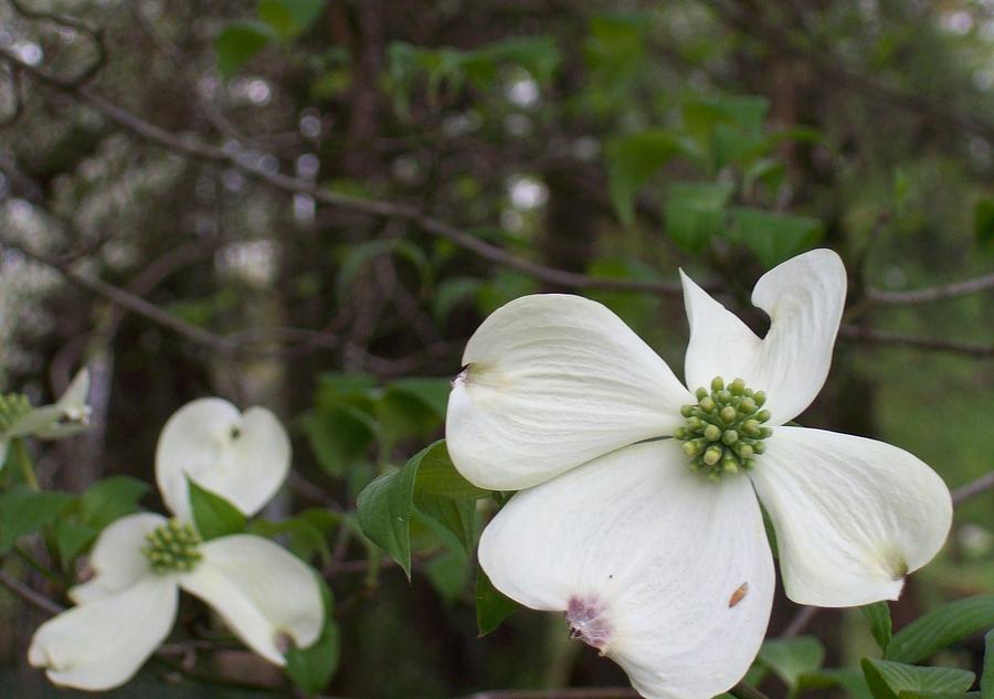 Dogwood Tapestry - Textile By Cheryl Mcgraw - Fine Art America