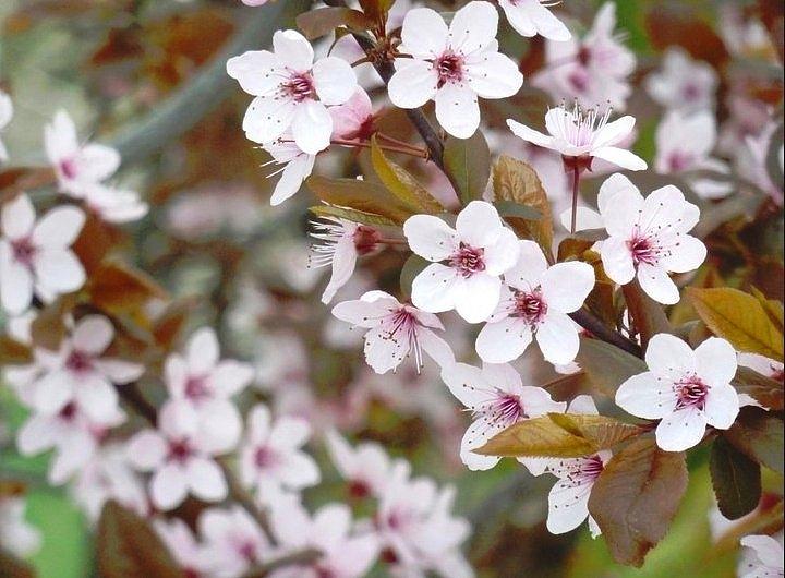 Tree Photograph - Dogwood Flowers in Bloom by Jennifer Jeffris