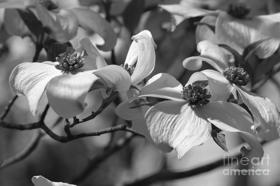 Spring Photograph - Dogwood Flowers by Tannis  Baldwin