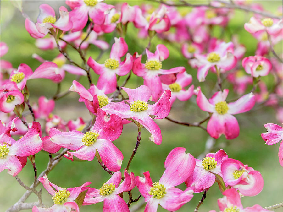 Dogwood in Bloom Photograph by Mike Covington