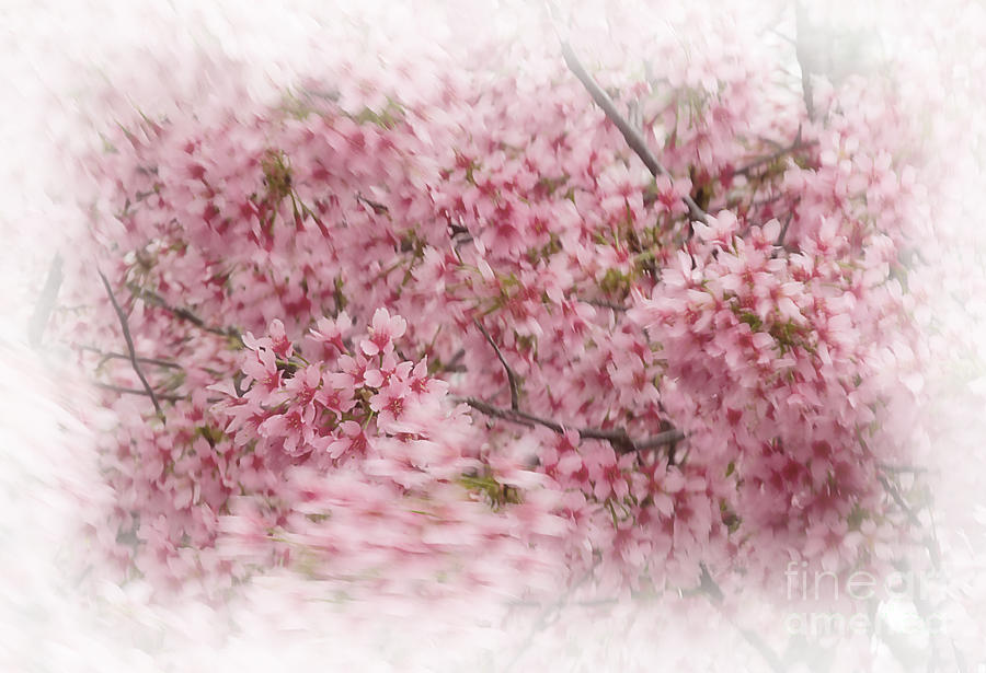 Dogwood in Motion Photograph by Fred Lassmann