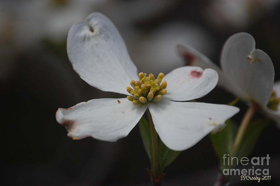 Dogwood in the Spring Photograph by Susan Stevens Crosby
