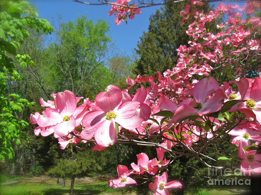 Dogwood in the Sun Photograph by Nancy Patterson