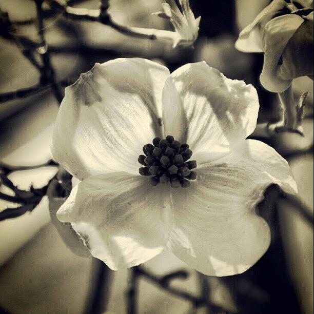 Black And White Photograph - Dogwood by Logan Neet