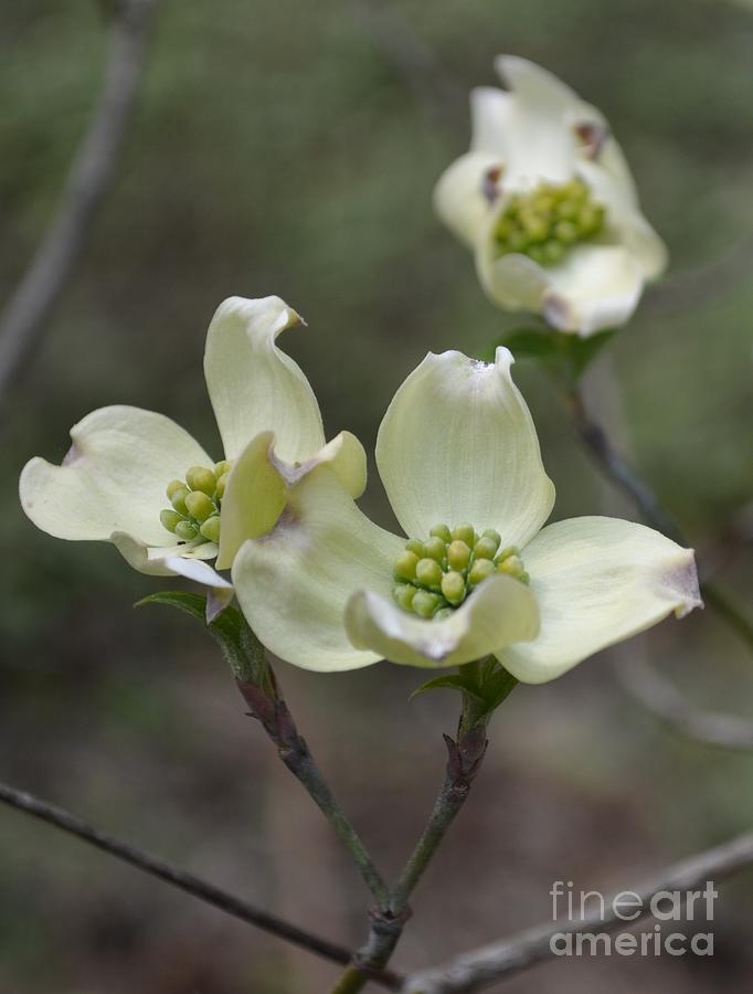 Dogwood Photograph by Mary Rogers