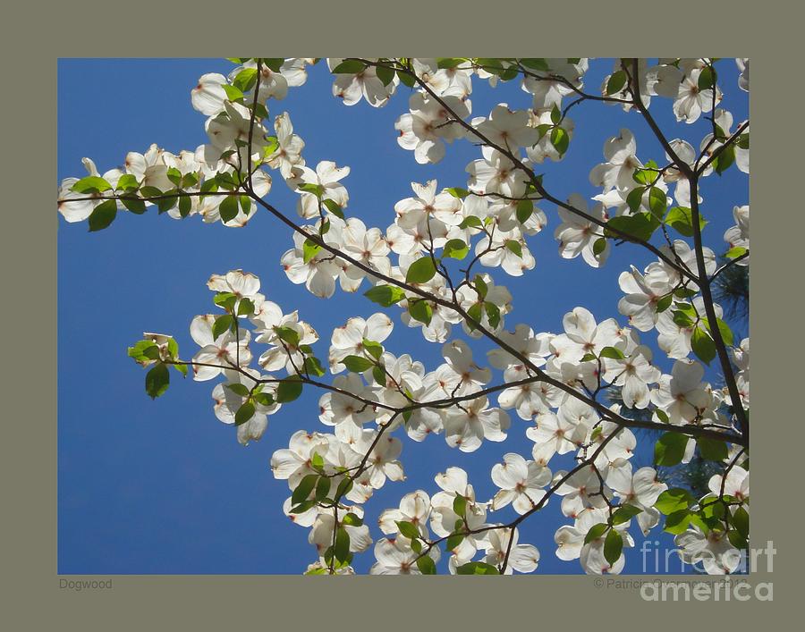 Dogwood Photograph by Patricia Overmoyer