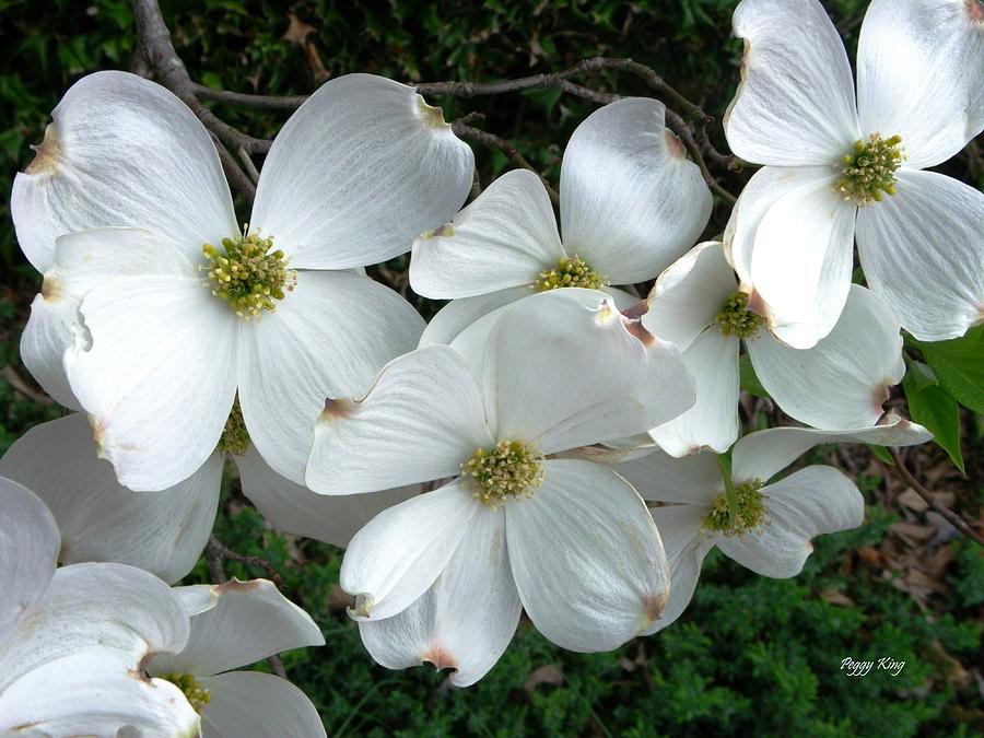 Dogwood Photograph by Peggy King