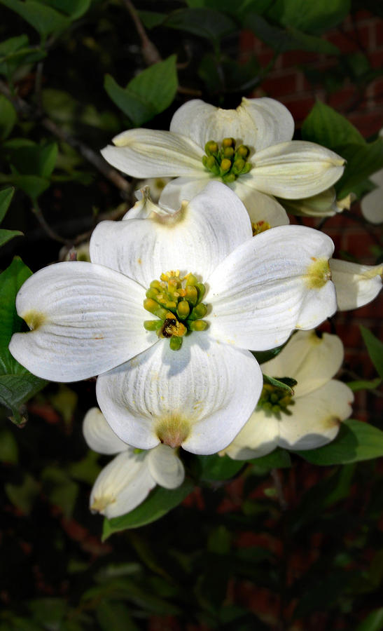 Flower Photograph - Dogwood by Skip Willits