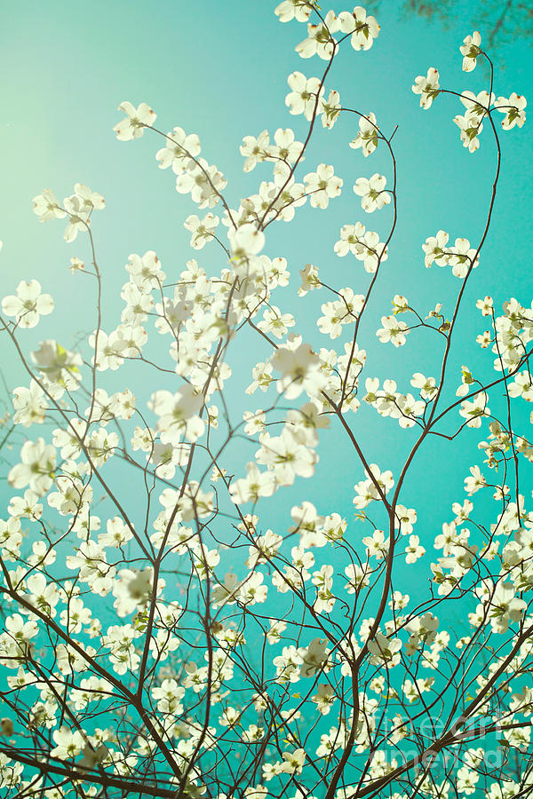 Spring Photograph - Dogwood Tree by Kim Fearheiley