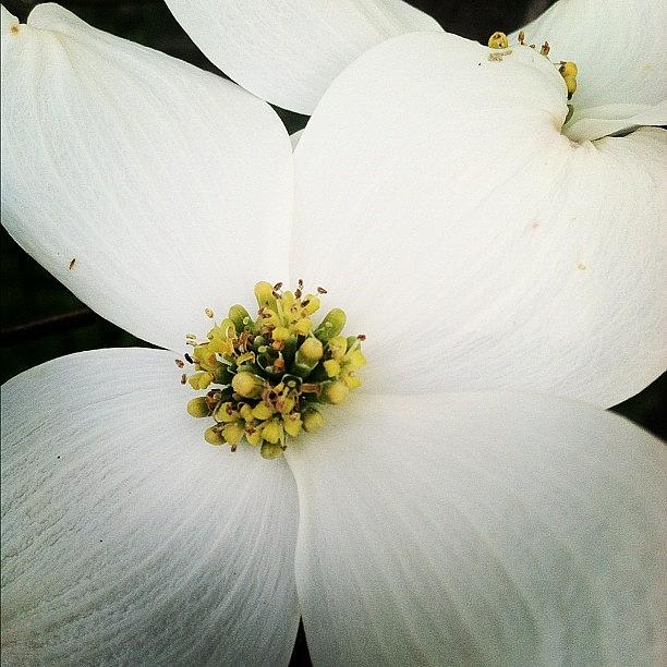 Nature Photograph - #dogwood #trees #tree #natural #nature by Derek M