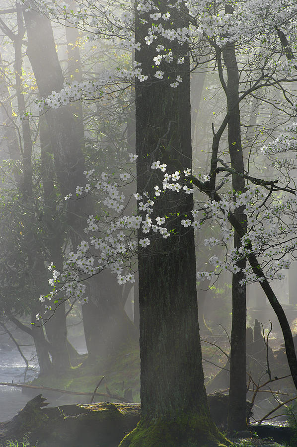 Dogwoods in Fog 2 Photograph by Tony Gayhart - Fine Art America