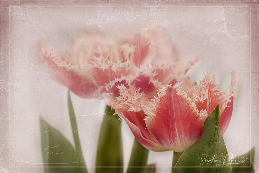 Tulip Photograph - Dolcemente by Sandra Rossouw