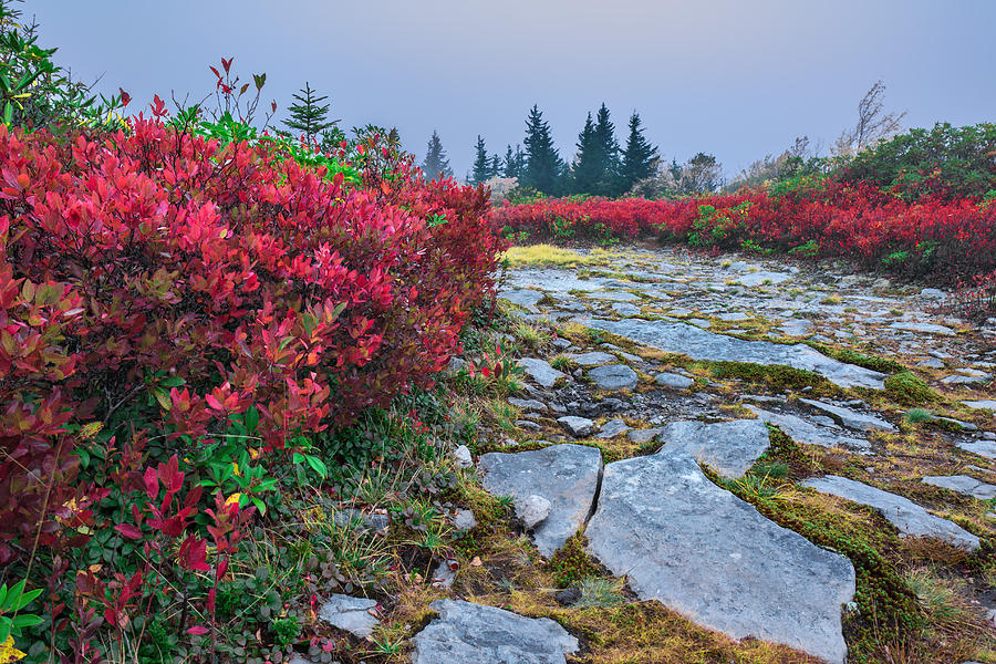 Dolly Sods Wilderness Photograph by Mary Almond