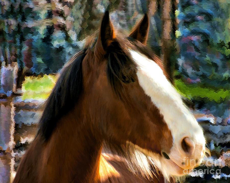  Clydesdale  Horse   Photograph by Elaine Manley