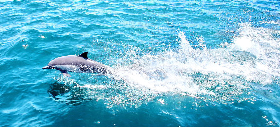 Dolphin in Baja Photograph by Russ Harris
