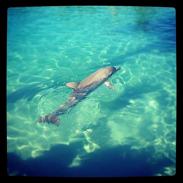 Dolphin Just Chillin Photograph by Dan Ellis