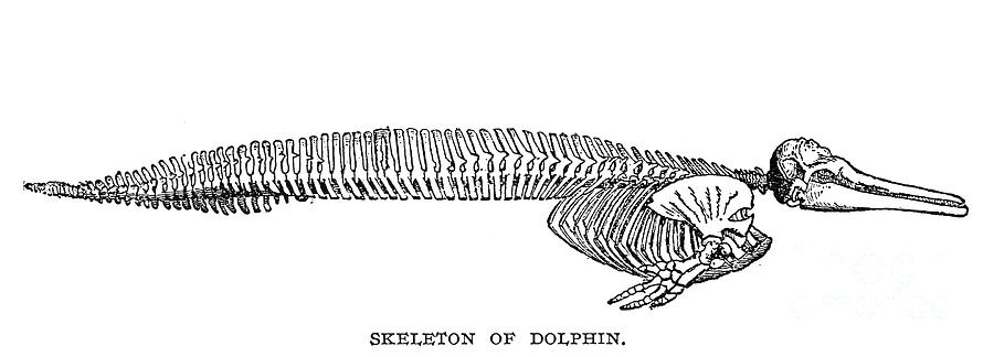 Dolphin Skeleton Photograph by Granger