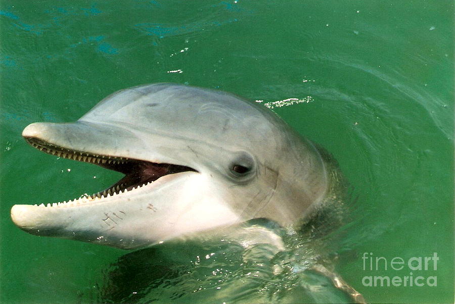 Dolphin Smile Photograph By Jan Prewett Pixels