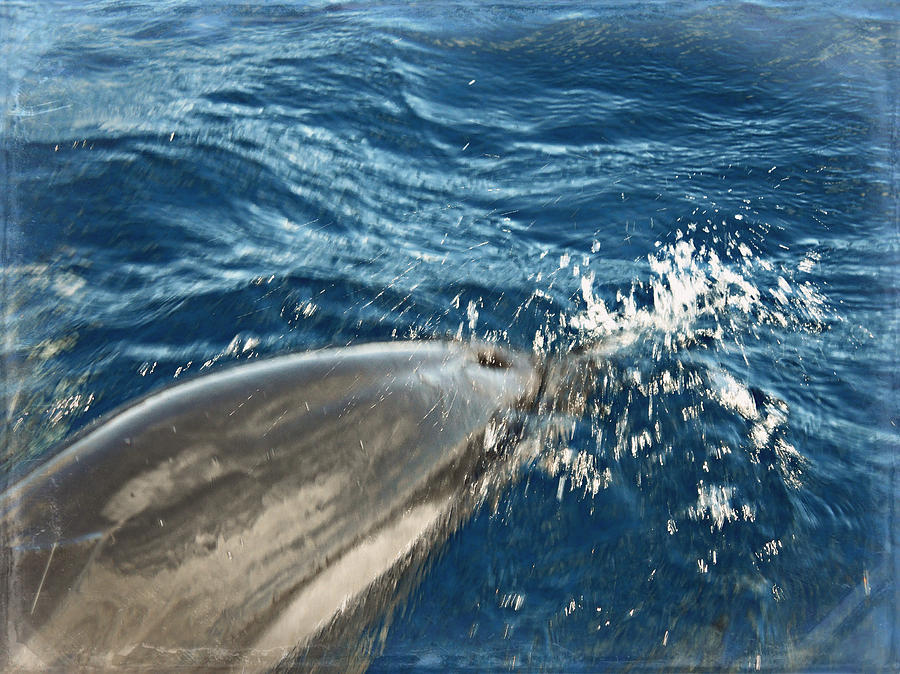 Dolphin Splash Photograph by Paulette B Wright