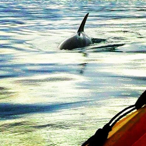 Dolphin Swimming With Kayak Photograph by Olga Mates