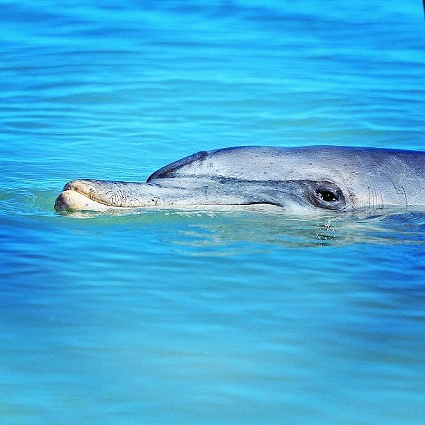 Dolphin Time 🐬🐬🐬 Photograph by Daniel Jongue
