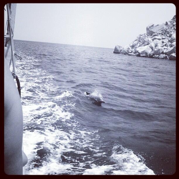 Dolphin Viewing In Oman Photograph by Stephanie B
