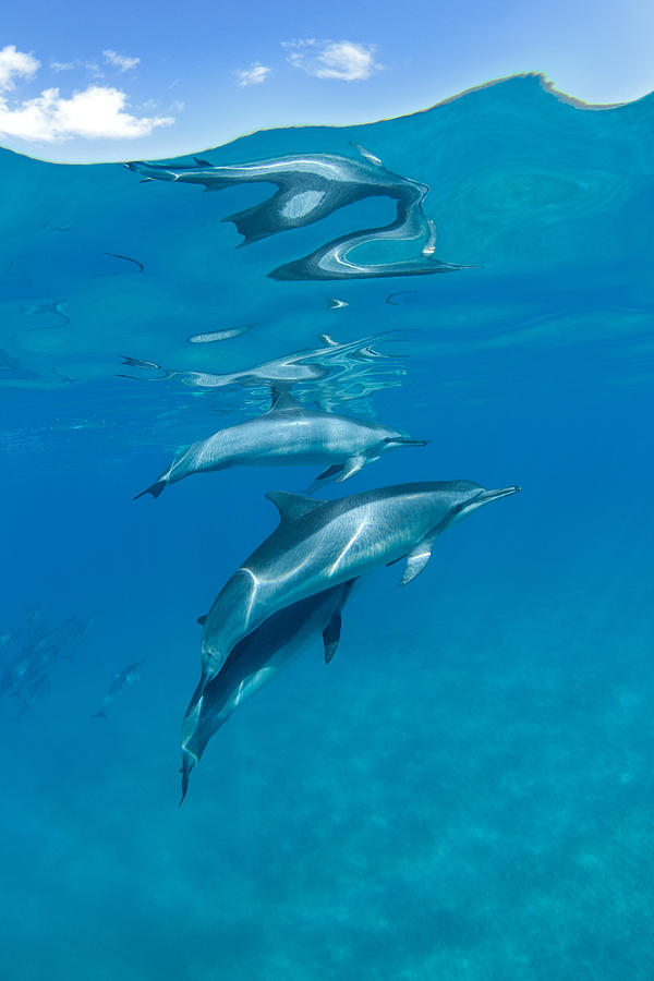 Dolphins and Sky Photograph by David Olsen
