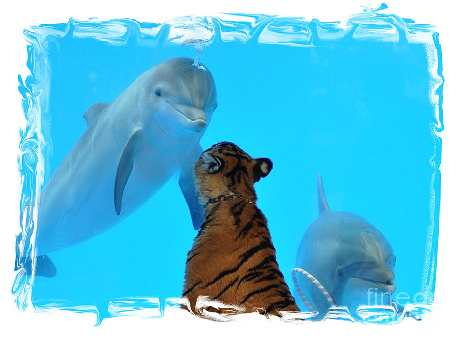 Dolphins and Tiger Photograph by Vassily Meleshko-Adamson - Pixels