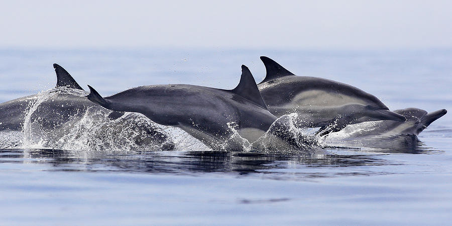 Marine Life Photograph - Dolphins At Play by Steve Munch