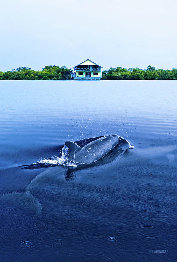 Dolphins by the Mangrove House Photograph by Steven Llorca