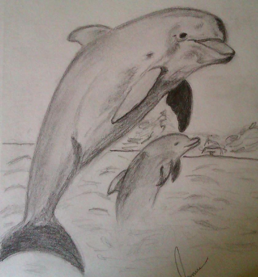  Dolphins Drawing by Jamie Mah