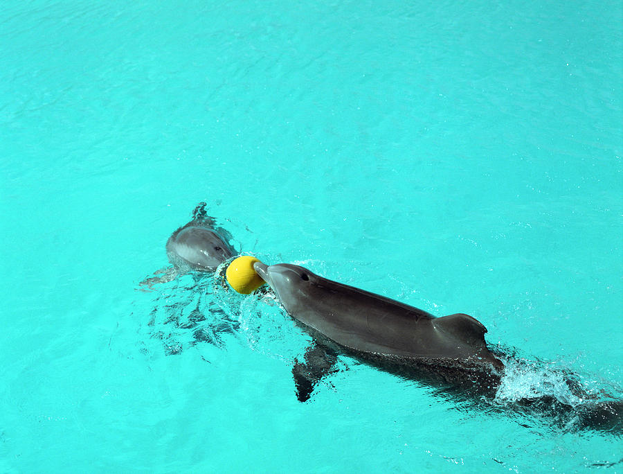 Dolphin Photograph - Dolphins Playing in Pool by John Bowers