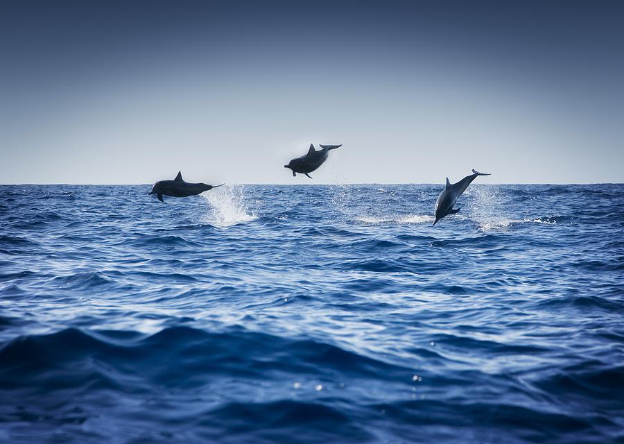 Dolphins Playing In The Ocean by Darren Greenwood