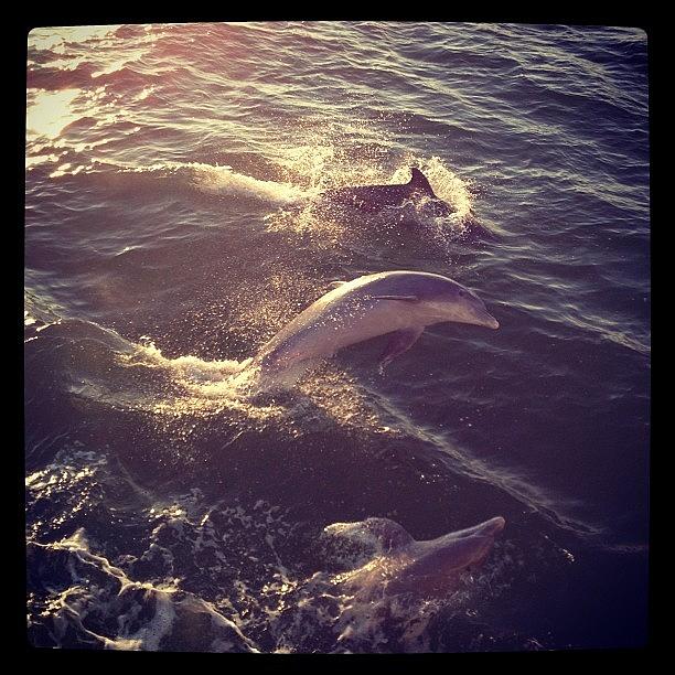 Dolphins Photograph by Sam Pilnick