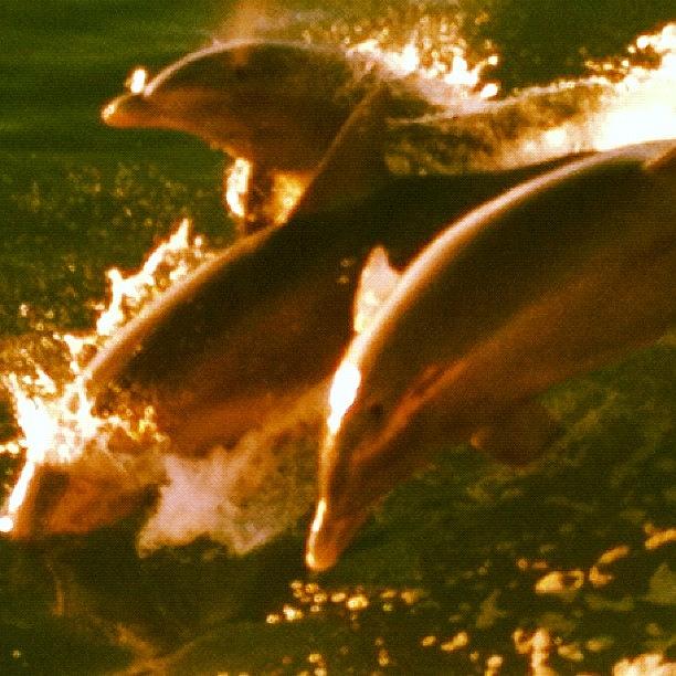 Dolphins Swimming In The Pass Of Photograph by Cheryl Matochik