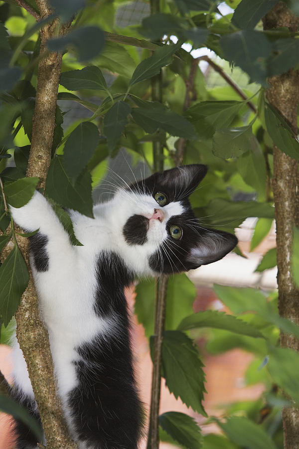 Cat Climbing Tree Photograph by Konrad Wothe