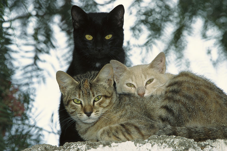 Domestic Cat Felis Catus Group by Konrad Wothe