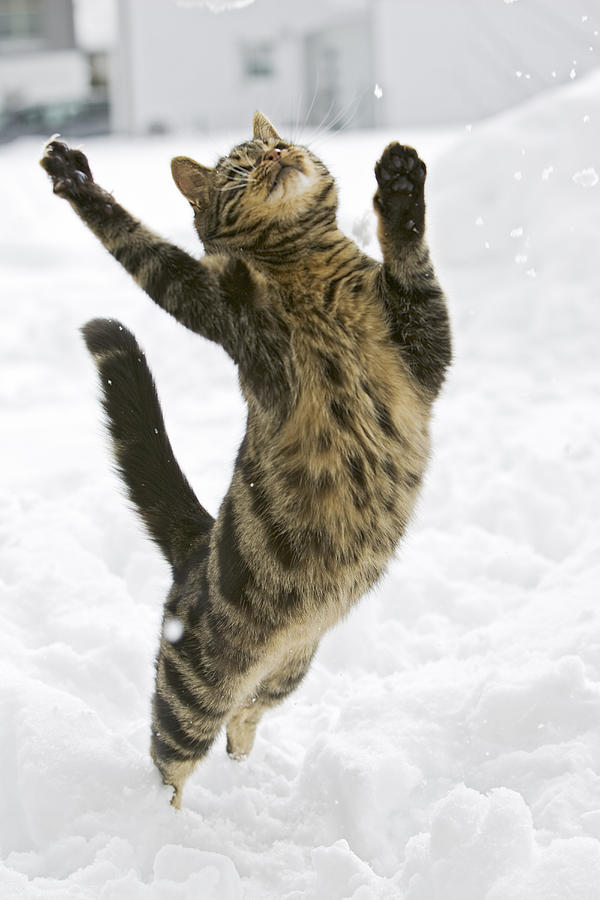Domestic Cat Felis Catus Male Leaping Photograph by Konrad Wothe
