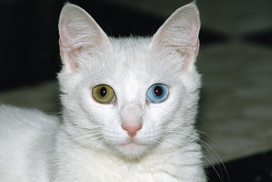 Cat Photograph - Domestic Cat Felis Catus White Adult by Konrad Wothe