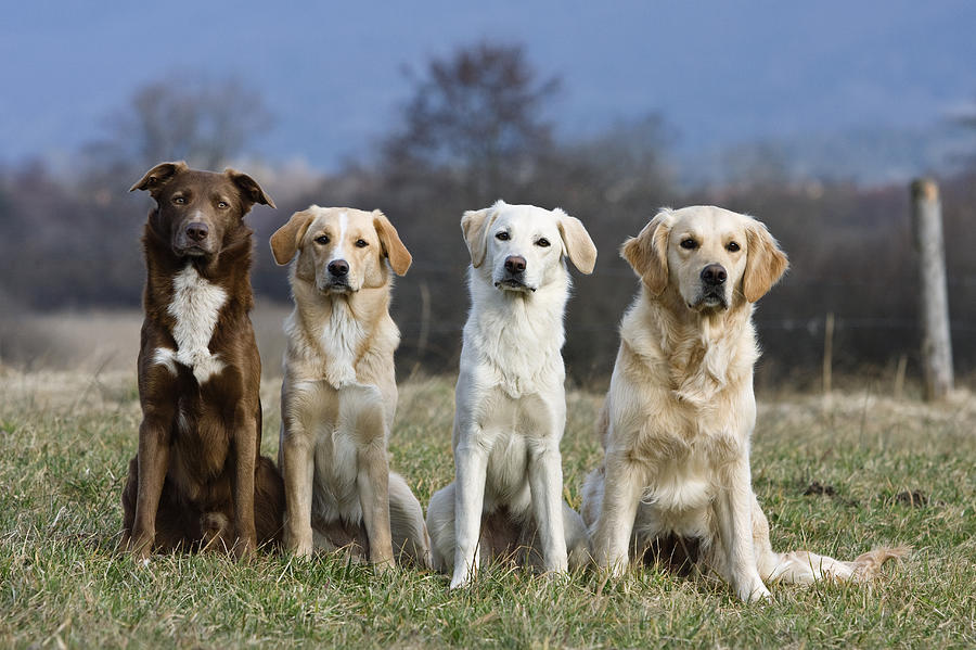 Mammal Photograph - Domestic Dog Canis Familiaris Group by Konrad Wothe