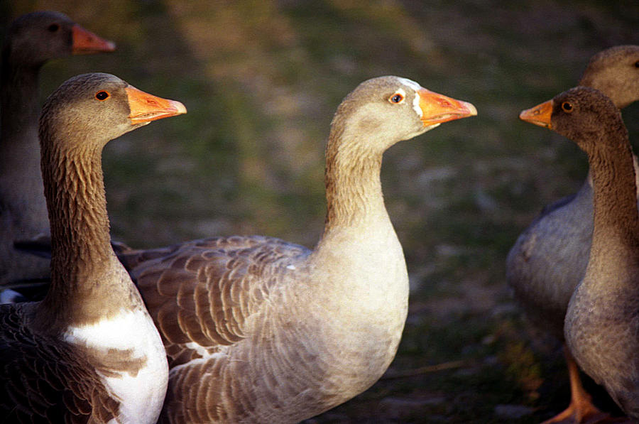 Domestic geese Photograph by Emanuel Tanjala