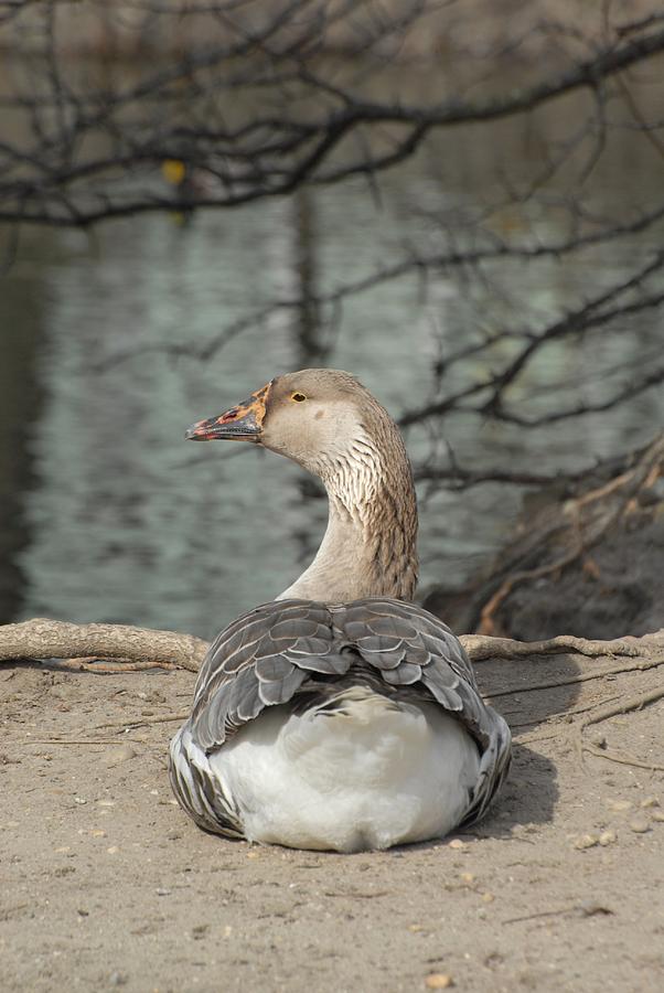 Nj Photograph - Domestic Goose 204 by Joyce StJames