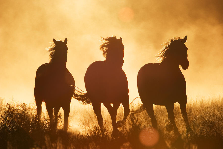 Domestic Horse Equus Caballus Trio Photograph by Konrad Wothe