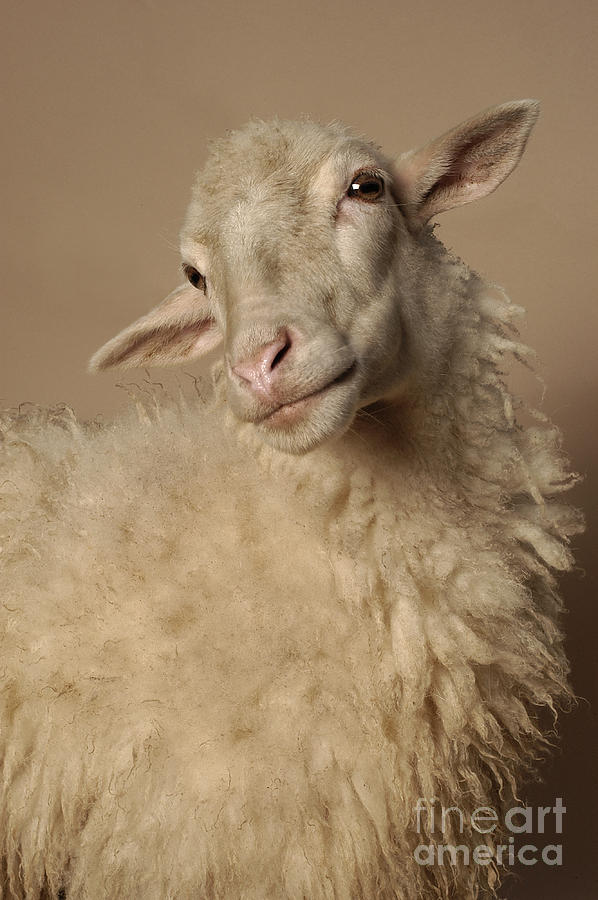 Domestic Sheep Photograph by Raul Gonzalez Perez