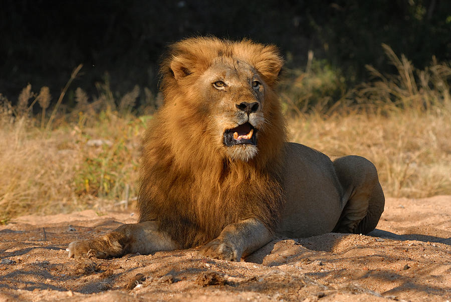 Dominant Male Lion Photograph By Patrick Obrien Fine Art America 