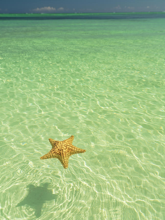 Dominican Republic, Cana Bavaro Beach, Starfish Floating On Water ...