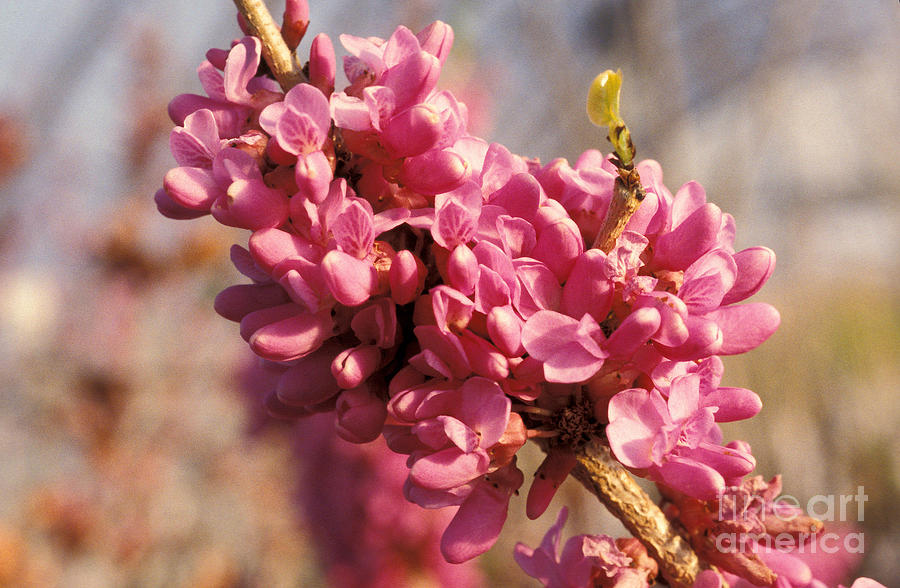 Don Egolf Redbud Photograph by Science Source