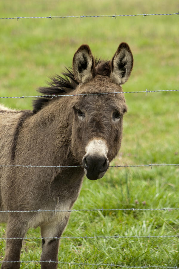 Donkey - The Beast of Burden Photograph by Kathy Clark