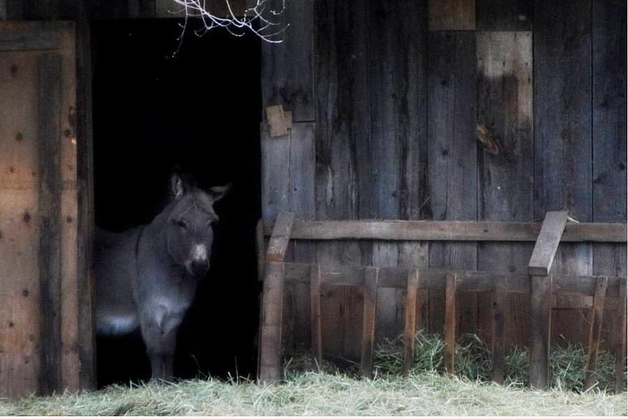 Barn Photograph - Donkey at Barn Door by Michael Dohnalek