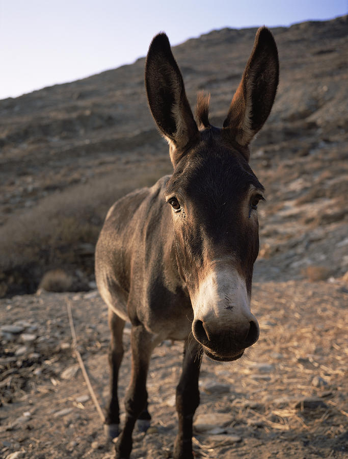 Wildlife Photograph - Donkey by Bjorn Svensson